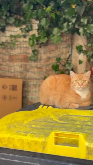 55/200 Krasses Sportgerät